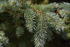Picea