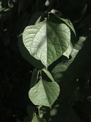 Phaseolus vulgaris
