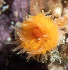 Balanophyllia elegans