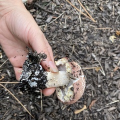 Stropharia rugosoannulata