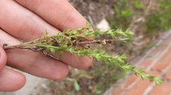 Veronica verna