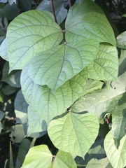 Phaseolus vulgaris