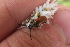 Pseudovadonia livida