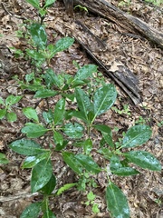 Kalmia latifolia