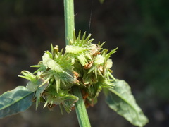 Rumex pulcher