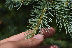 Picea