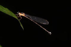 Indosticta deccanensis