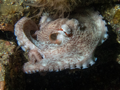 Enteroctopus dofleini
