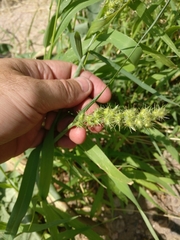 Cenchrus longispinus