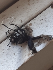 Auplopus carbonarius
