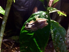 Ptychohyla hypomykter