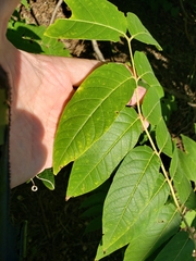 Ailanthus altissima
