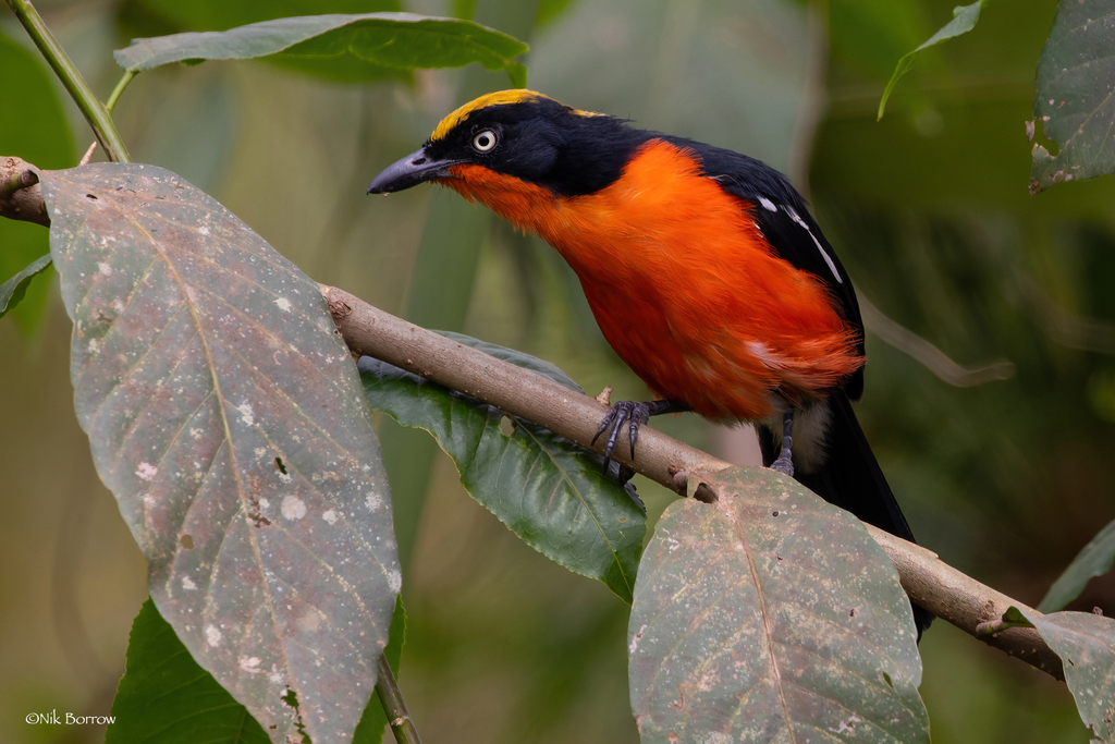Bushshrikes and Allies