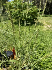 Urochloa texana
