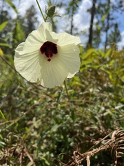 Hibiscus aculeatus