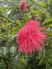 Calliandra haematocephala