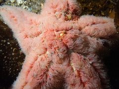 Dermasterias imbricata