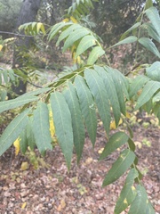 Juglans hindsii