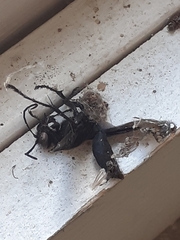 Auplopus carbonarius
