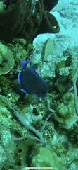 Acanthurus coeruleus