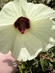 Hibiscus aculeatus