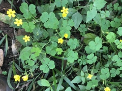 Oxalis niederleinii