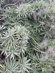 Echium candicans