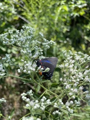 Atlides halesus