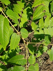 Ailanthus altissima
