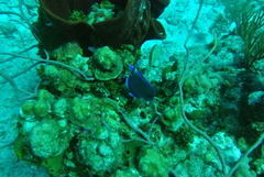 Acanthurus coeruleus