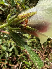 Hibiscus aculeatus
