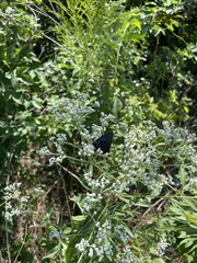 Atlides halesus