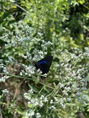 Atlides halesus