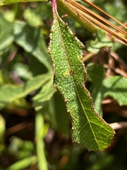 Hibiscus aculeatus