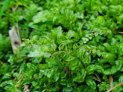 Plagiomnium cuspidatum