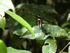 Heliconius
