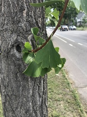 Ginkgo