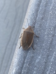 Chlorochroa