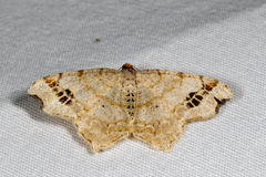 Macaria notata