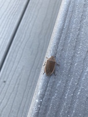 Chlorochroa