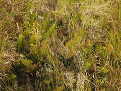 Plagiogyria pycnophylla