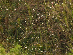 Erigeron karvinskianus