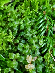 Rhizomnium punctatum