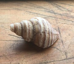 Neptunea decemcostata