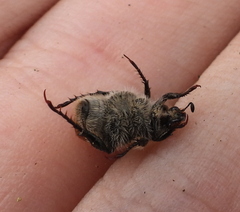 Chaetopteroplia segetum