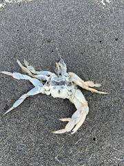 Metacarcinus magister