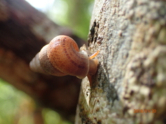 Chondropoma