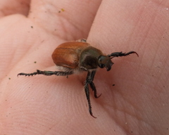 Chaetopteroplia segetum