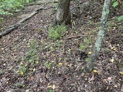 Microstegium vimineum