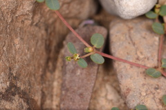 Euphorbia simulans